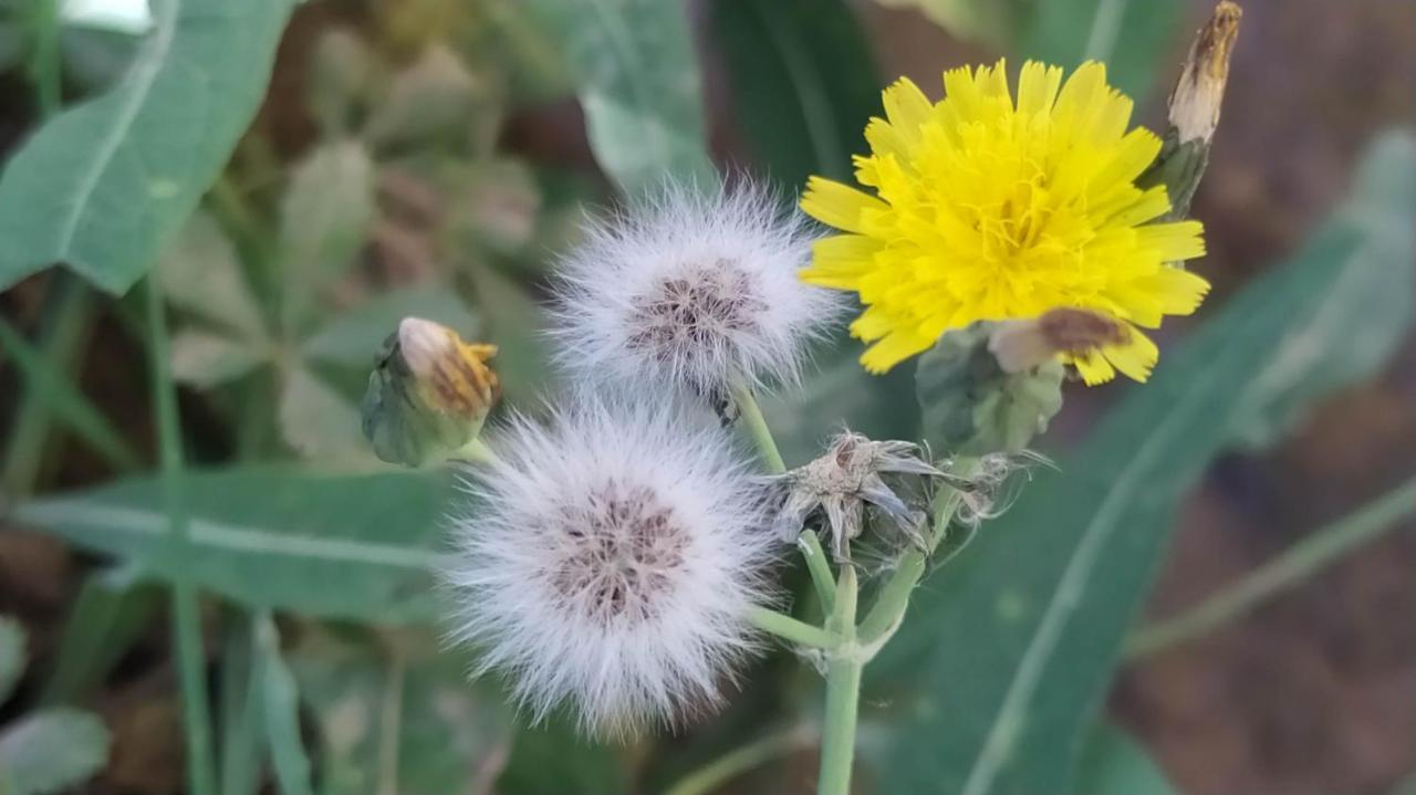 Kelaat-M'GounaLes Jardins Du M'Goun住宿加早餐旅馆 外观 照片